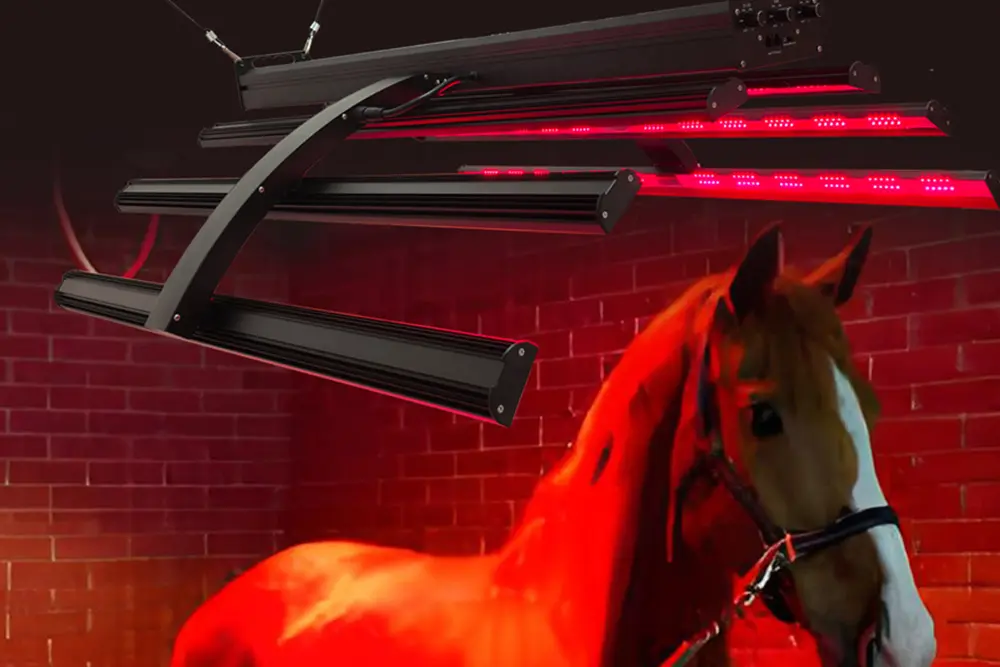 Equine/Pet Therapy Devices